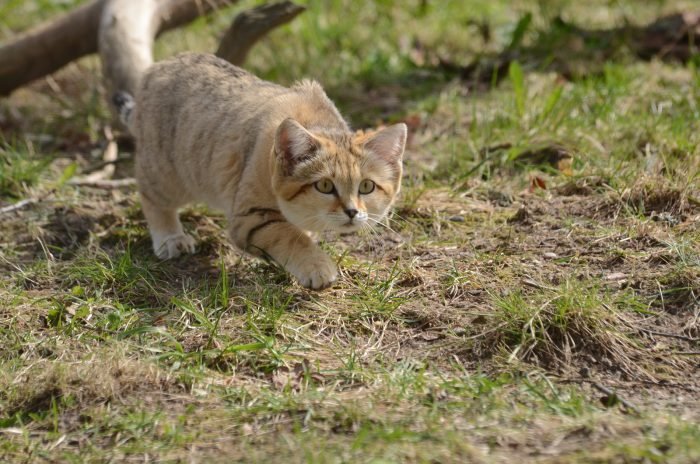 Домашние кошки охотятся так же как и их дикие родственники, например, как этот редкий барханный кот.