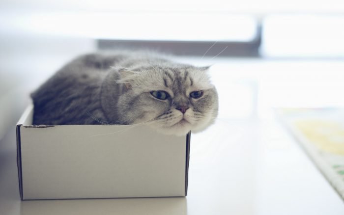 Кошкам очень интересно сидеть в коробках и пакетах.