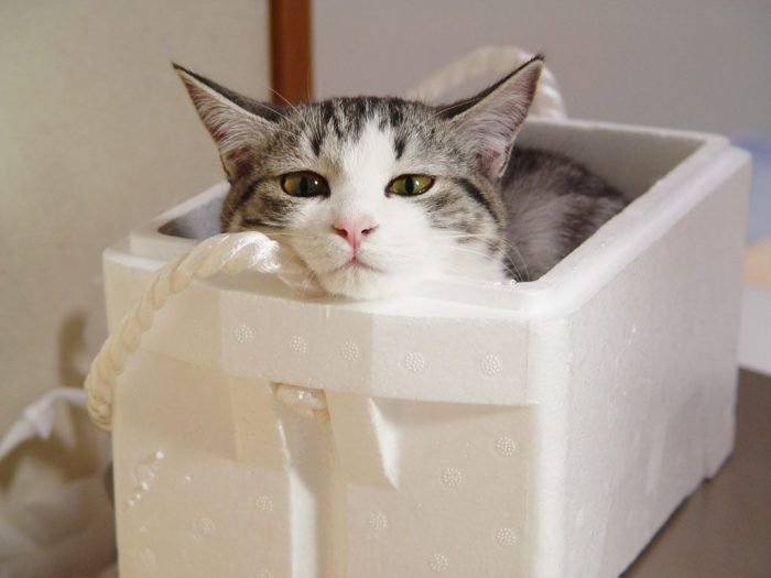 Люди давно пытаются выяснить, почему кошки любят коробки и пакеты.