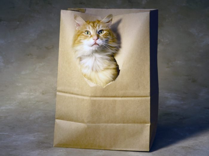 Возможности бумажного пакета как игрушки для кошек очень велики, и кошки это знают.