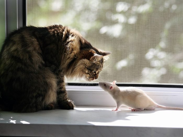 Иногда среди кошек встречаются такие особи, которые могут найти общий язык даже с мышами.