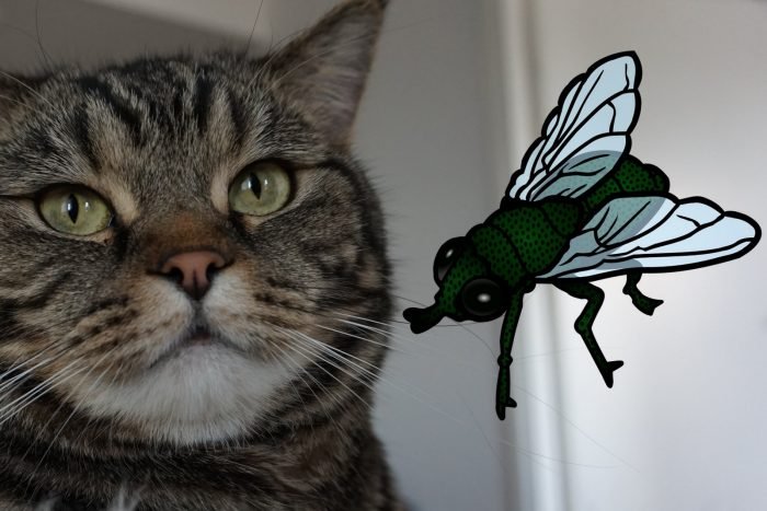 Мухи и другие насекомые всегда были частью кошачьего рациона.