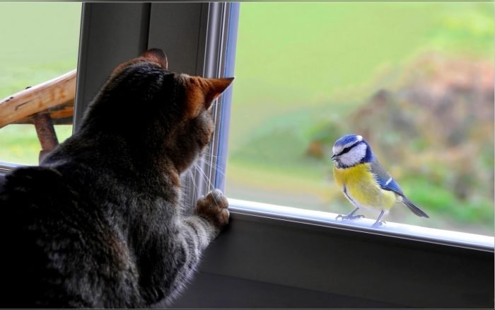 Хозяин должен помнить, что птицы всегда были для кошек желанной добычей.