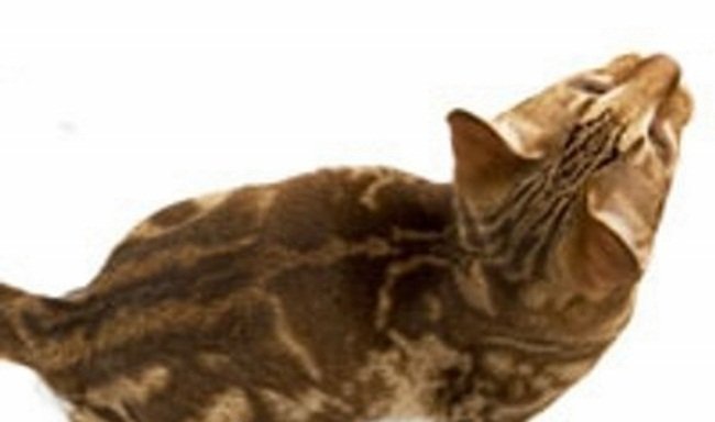 Порода кошек джунгала – редчайшая разновидность оцикета с окрасом как у американской короткошерстной кошки.
