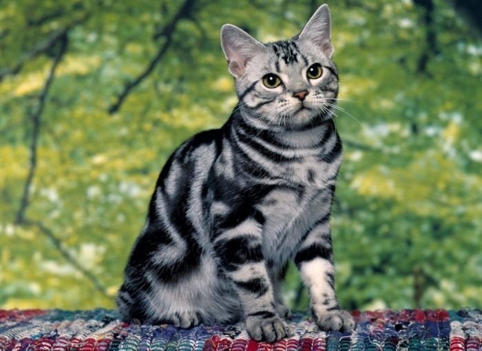 Важнейшим требованием к кошкам породы джунгала является наличие ярких мраморных разводов