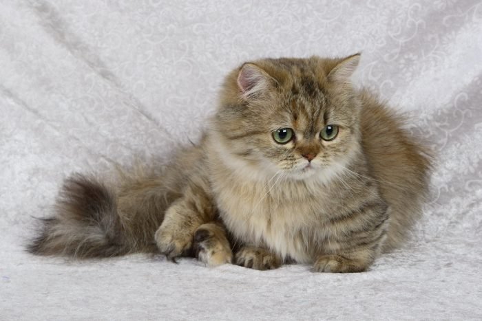 Вполне возможно, что таких милых кошек не испугался бы даже их тезка – император Наполеон.