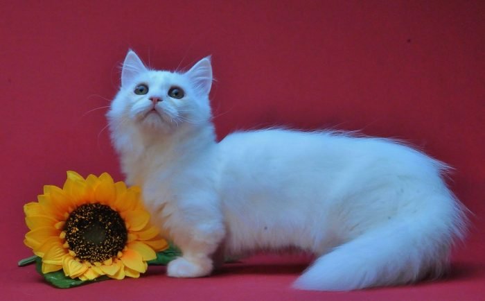 Кошка-наполеон может быть частью цветочной композиции.