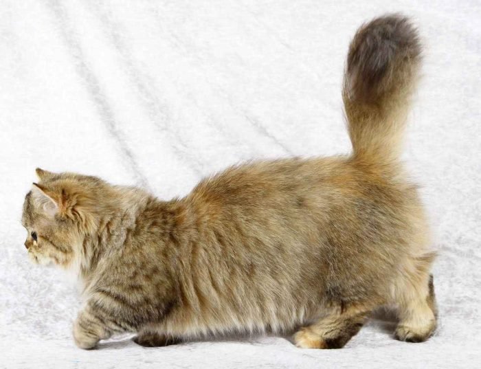 Стоимость кошки породы наполеон может доходить до двух тысяч долларов.