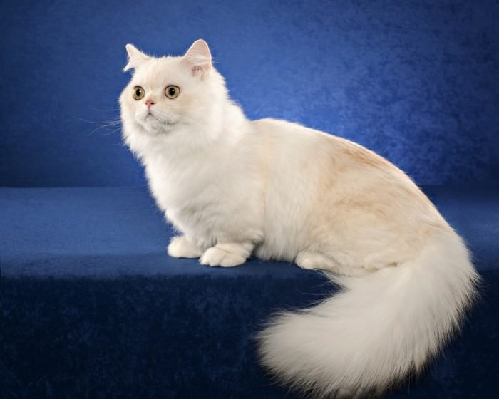 Великолепная белая кошка породы наполеон.