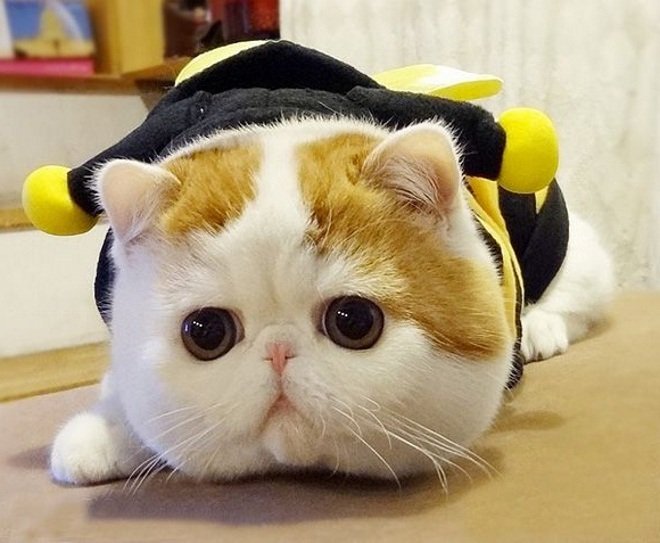 Кот Снупи в образе пчелки.