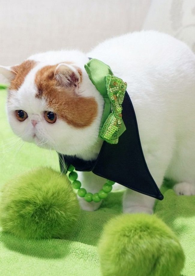 Зеленый цвет очень идет коту Снупи.