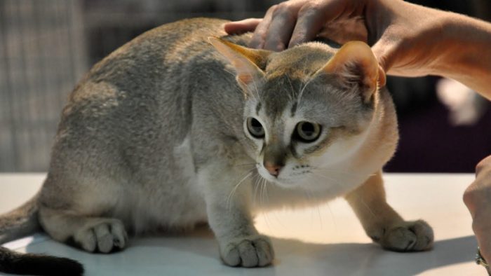Сингапурские кошки – самые маленькие кошки в мире.