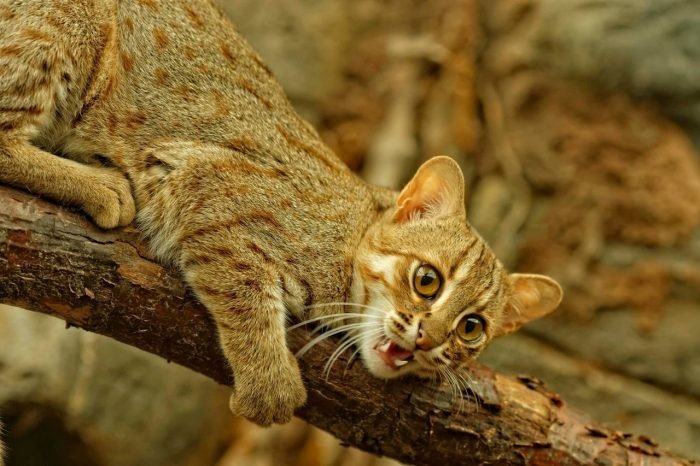Ржавая кошка – самая маленькая среди диких видов кошачьих.
