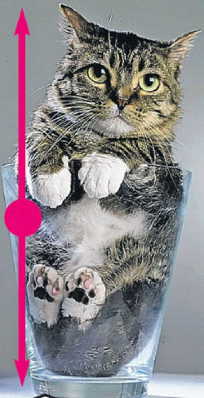Мистер Пибблз – однозначный претендент на звание самого маленького кота в мире.