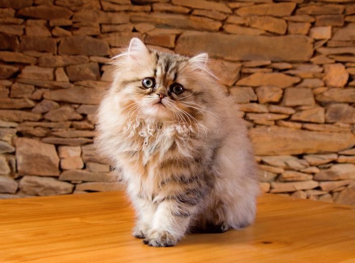 Если бы на персидских кошках не было столько шерсти, стало бы ясно, что на самом деле представители этой породы довольно маленькие.