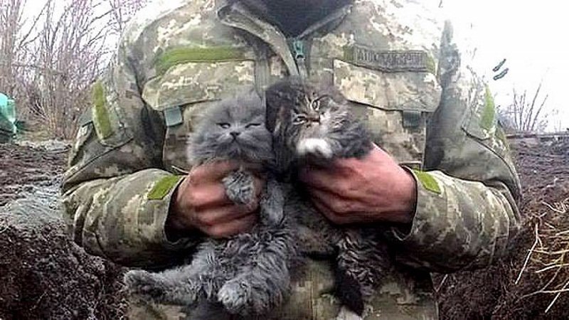 В суровых условиях войны даже такие милые котята вырастают в суровых котов.