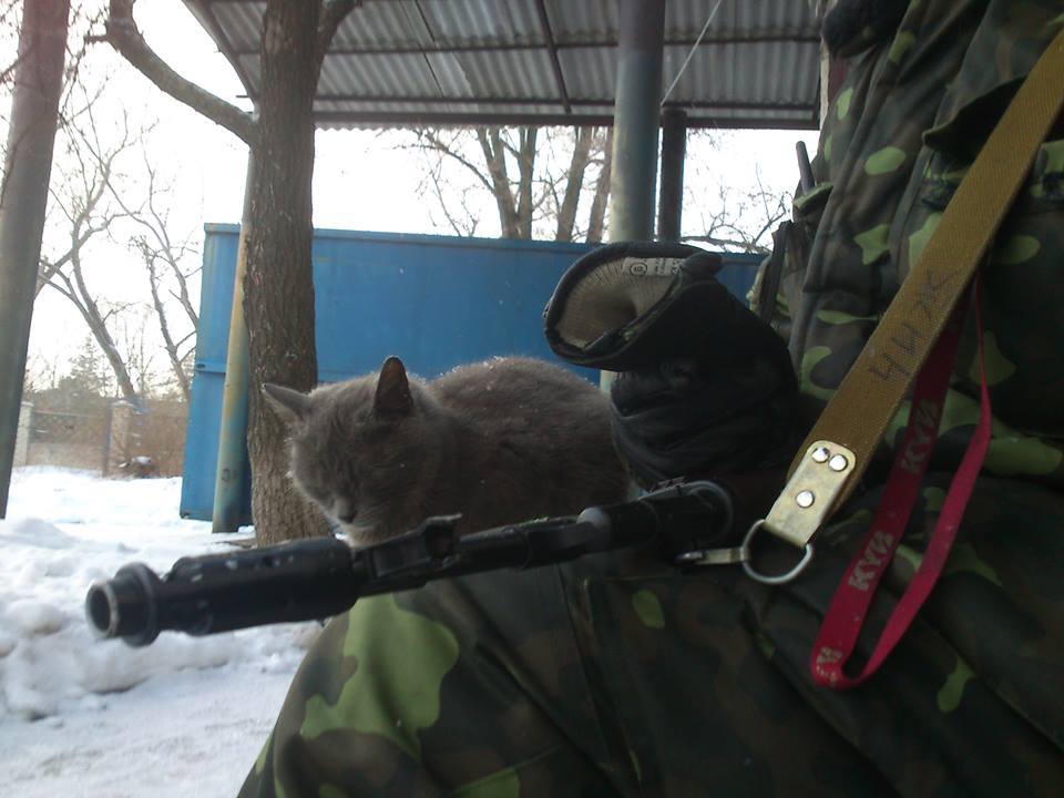 Когда рядом есть товарищ, суровому коту Донбасса можно и подремать.