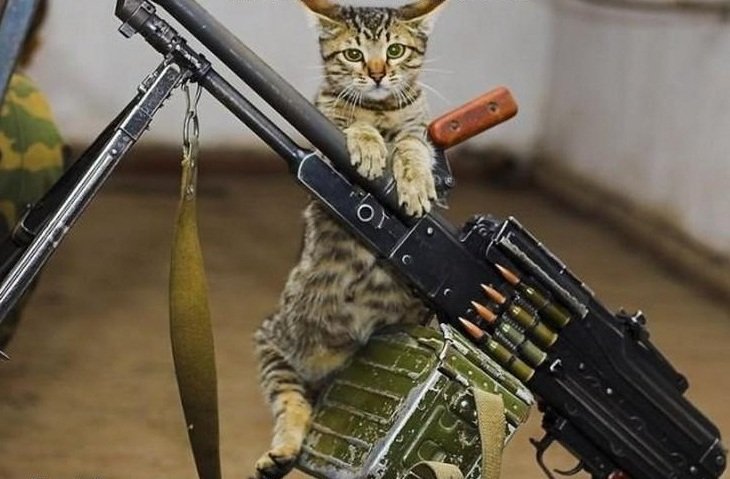 Среди суровых котов Донбасса есть и пулеметчики.