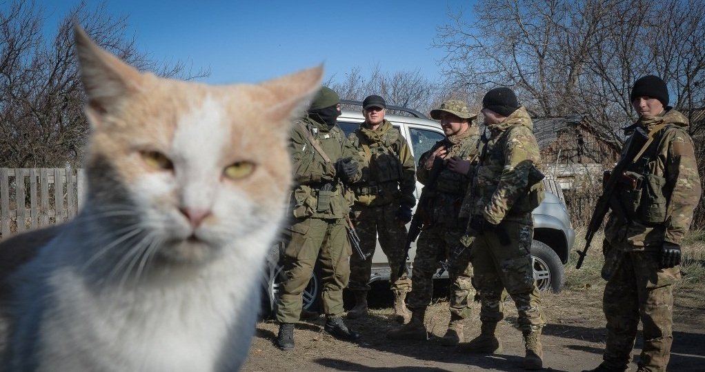 Суровые коты любят позировать на фоне своих боевых товарищей.