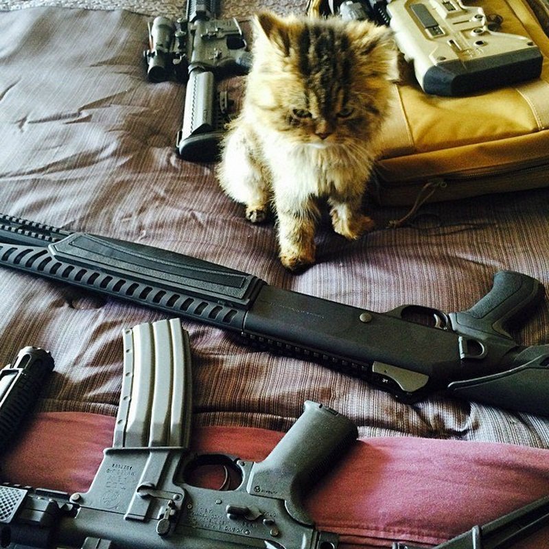 Суровый кот-экзот Донбасса и Горловки даже не знает из чего ему выбрать.