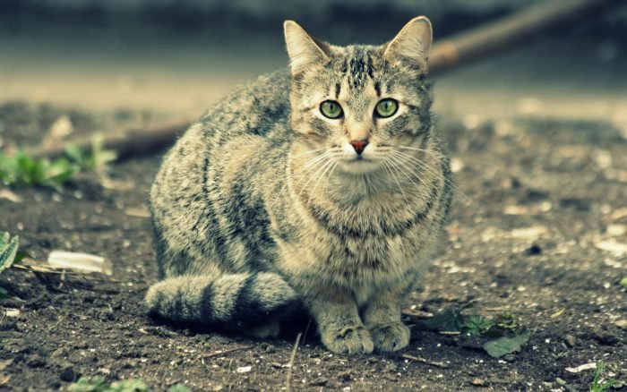 Уличные беспородные кошки более выносливы, чем домашние породистые питомцы.