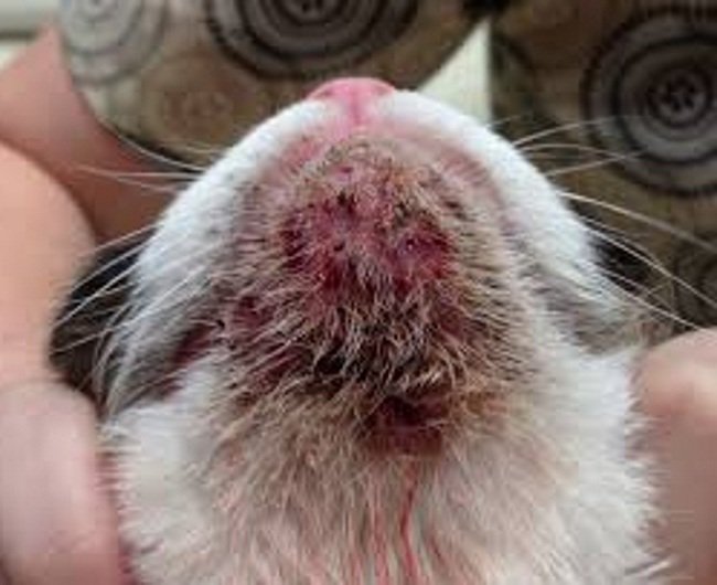 В запущенных случаях угри у кошки могут превратиться в сплошную рану.