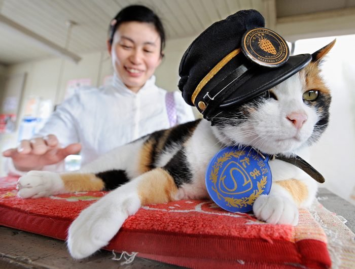 Япония стала страной кошек-долгожителей.