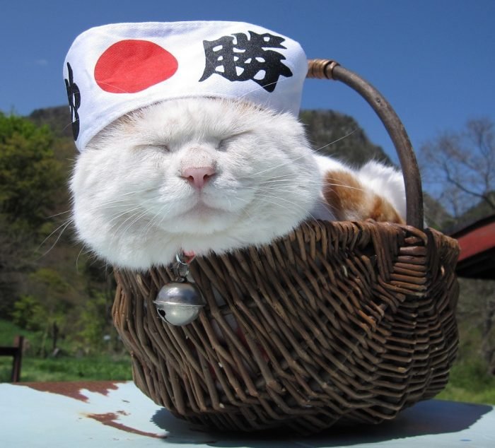 В Японии зафиксирована рекордная продолжительность жизни у кошек.
