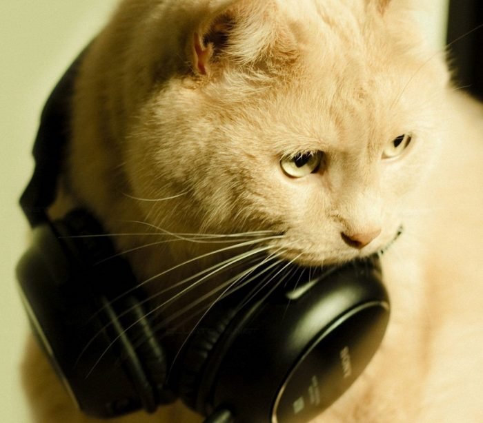 В США записан альбом музыки для кошек.