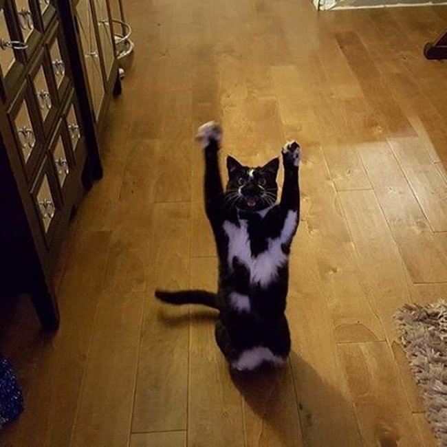 Одно из первых фото кошки с поднятыми лапами.