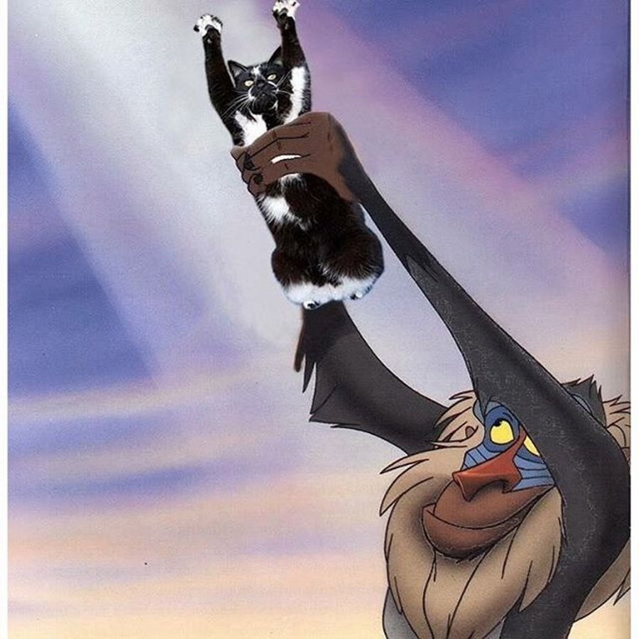 Кошка с поднятыми лапами заняла место Симбы из мультфильма.