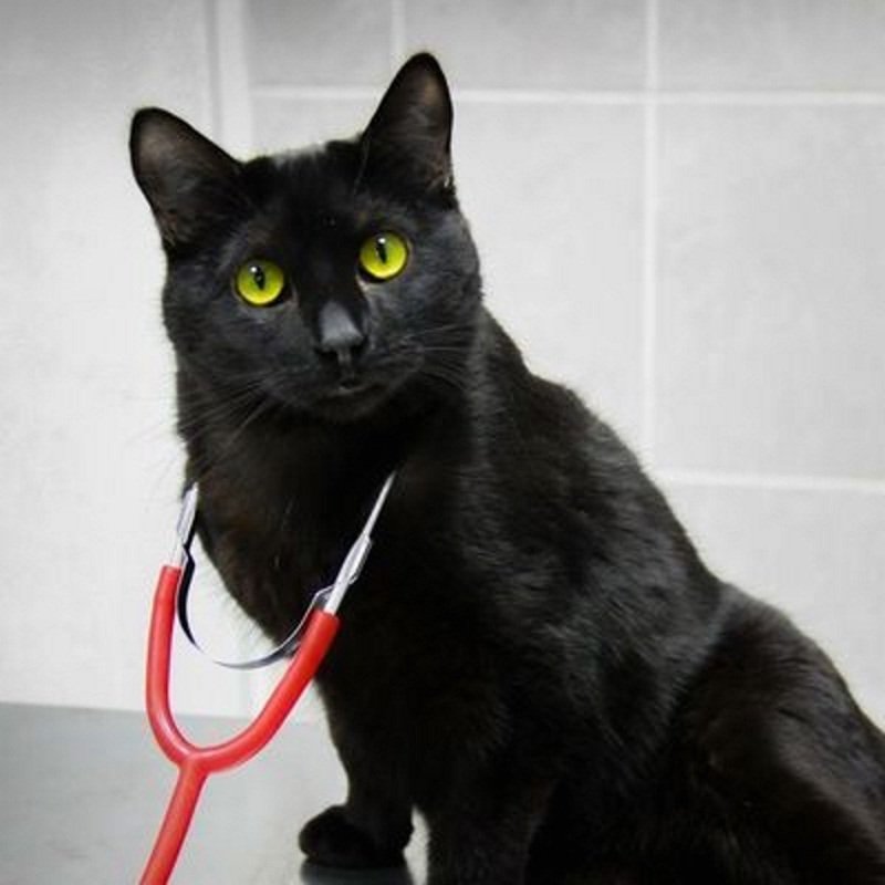 Кот-ветеринар из Перми по имени Люцифер спас жизни восьми кошкам.