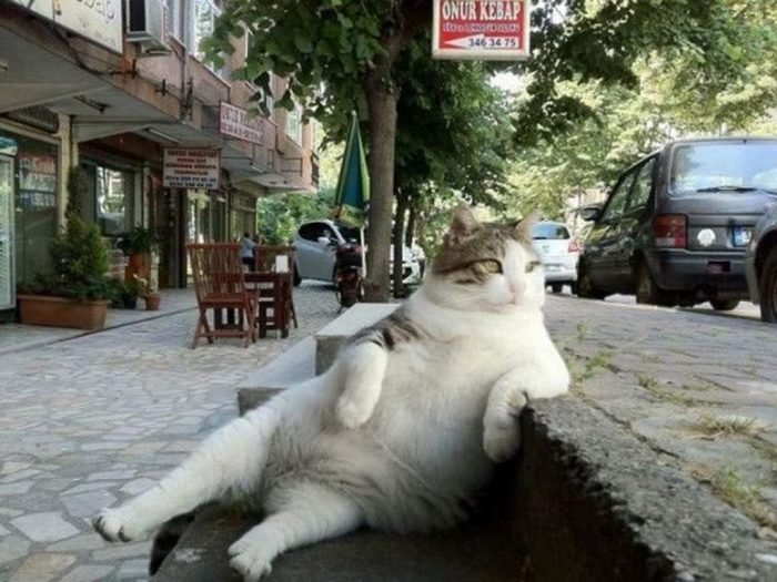 Фотография прославившая задумчивого кота Томбили на весь мир.
