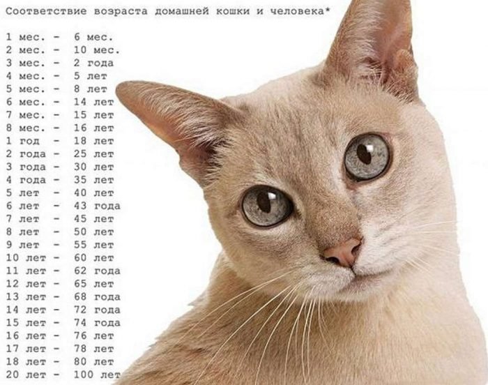 Сколько кошкам лет по человеческим меркам таблица фото на русском