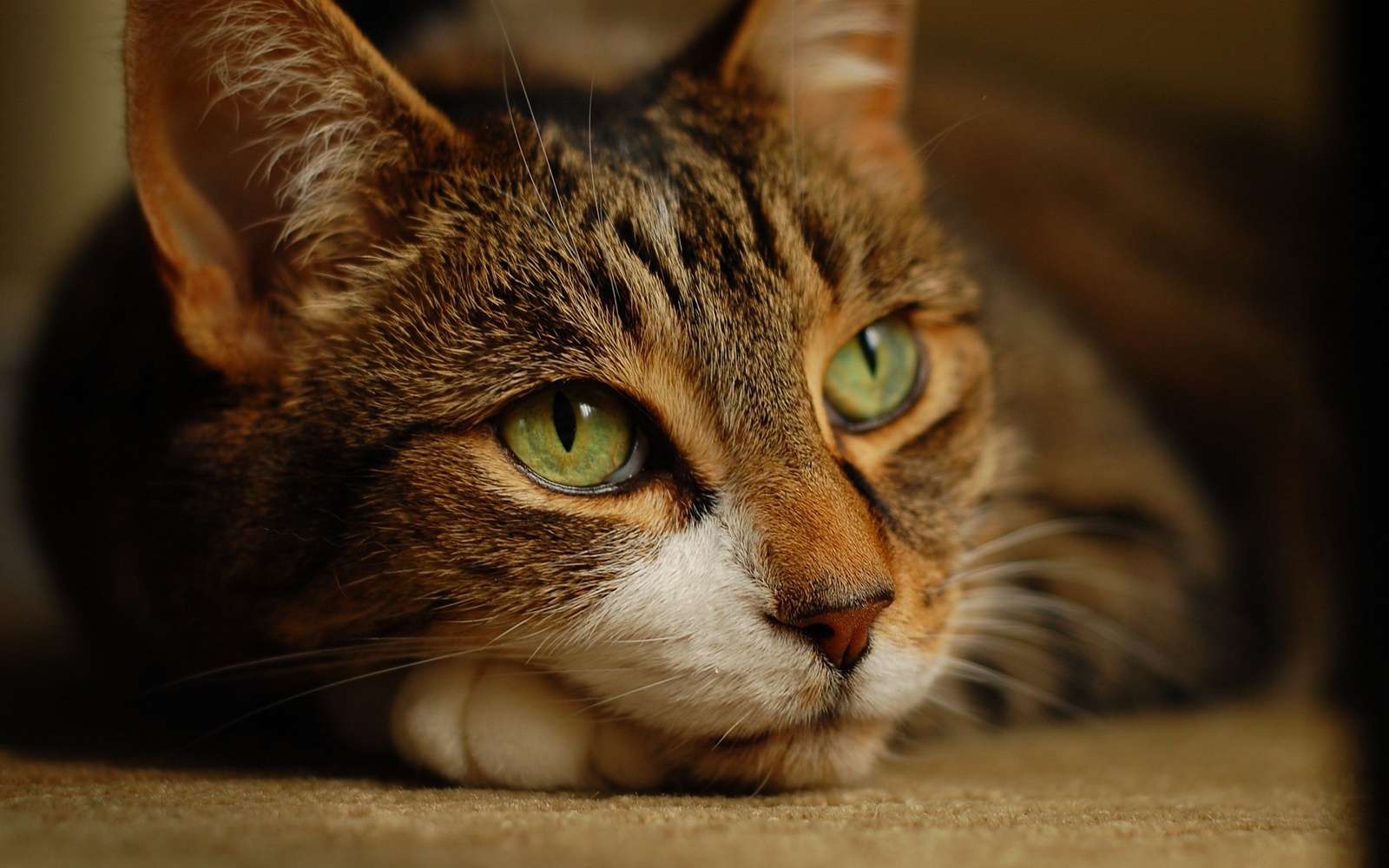 В глазах десятилетней кошки уже видна умудренность жизненным опытом.