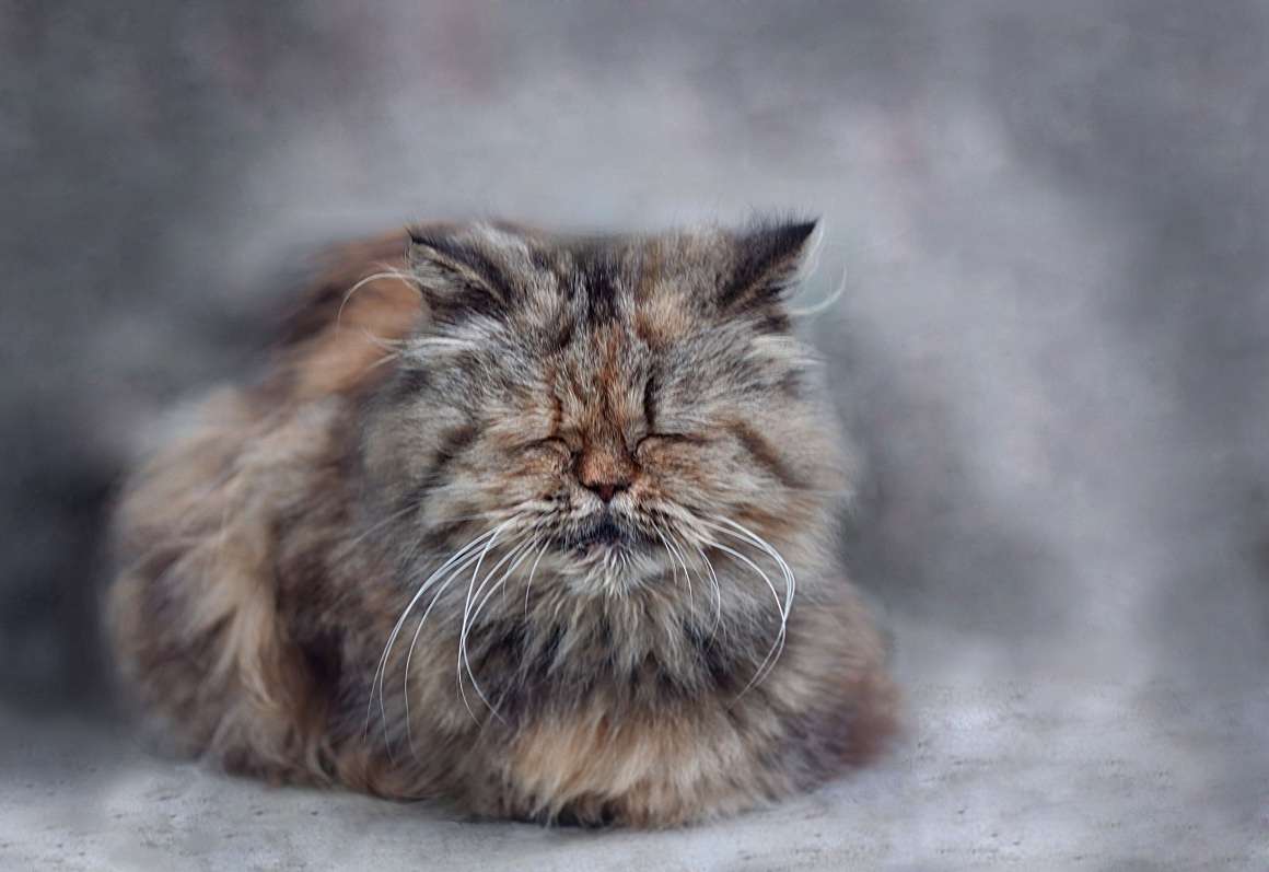 10 лет коту или кошке по человеческим меркам - kotello.ru