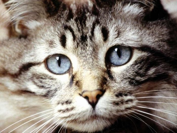 В Австралии кошки съели друг друга от голода.