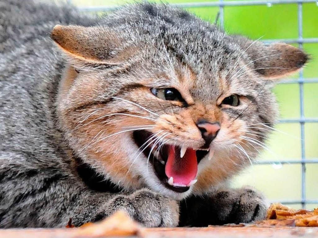 Кошка в ярости – это серьезно.