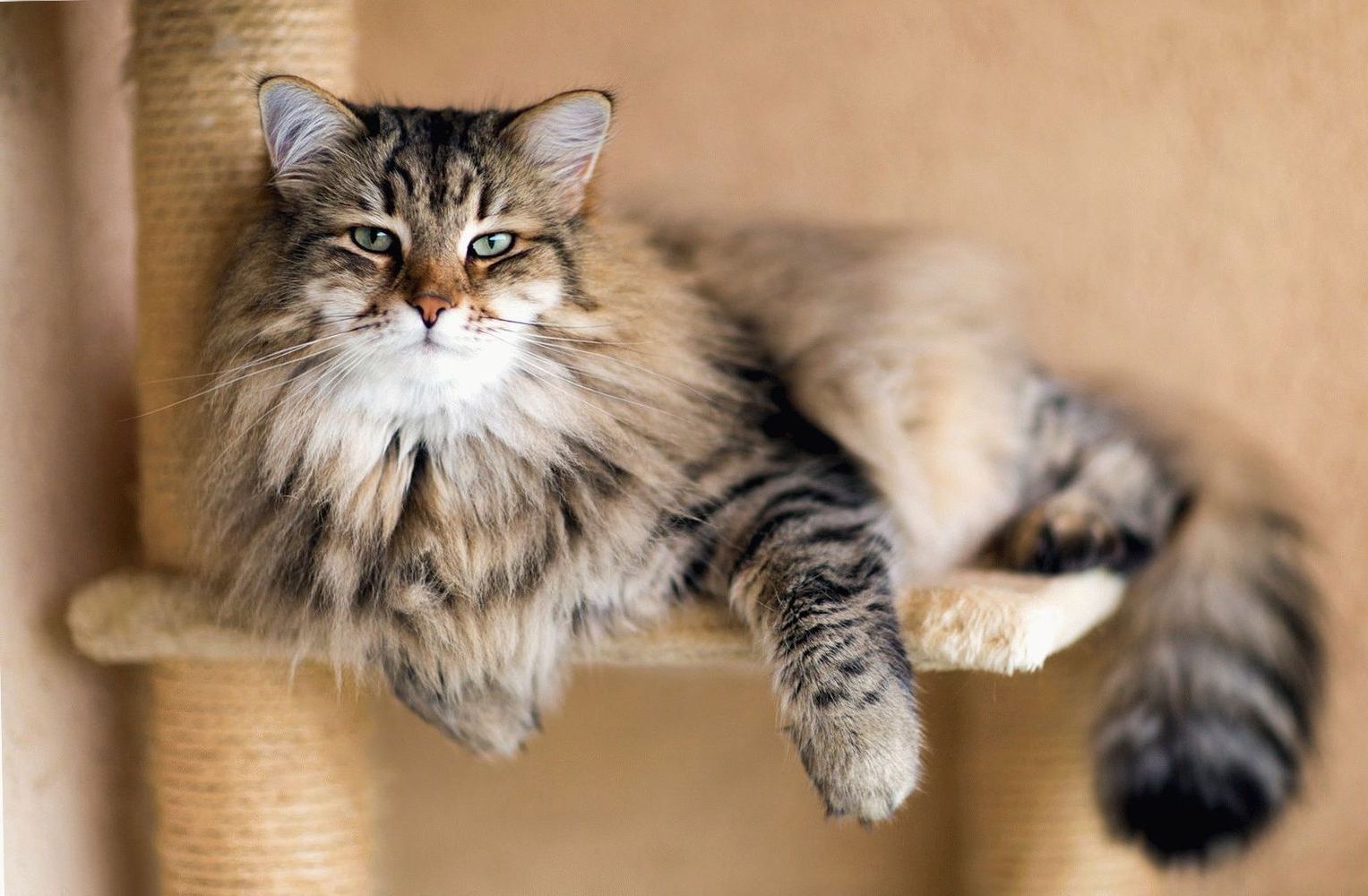 10 лет коту или кошке по человеческим меркам соответствуют солидному предпенсионному возрасту.
