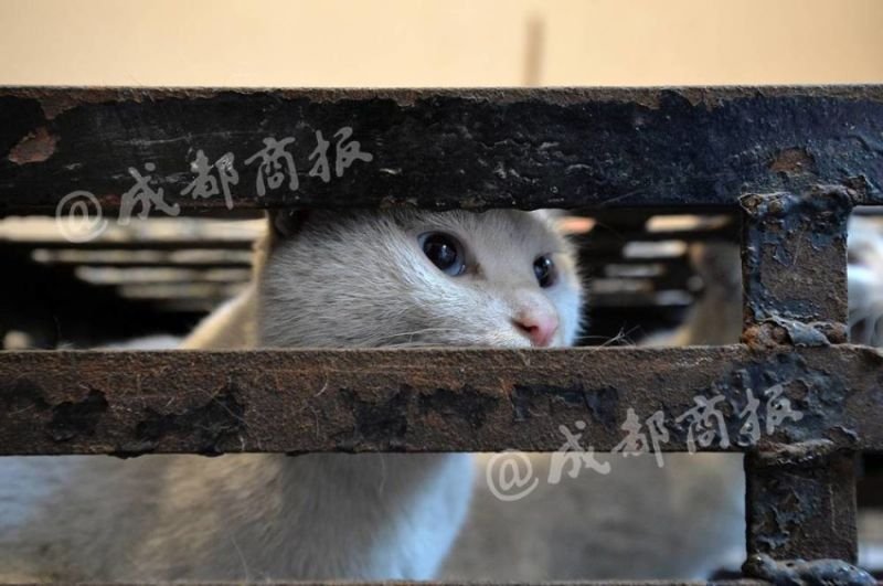 Китаец тоннами забивал кошек и 30 лет выдавал их за кроликов.