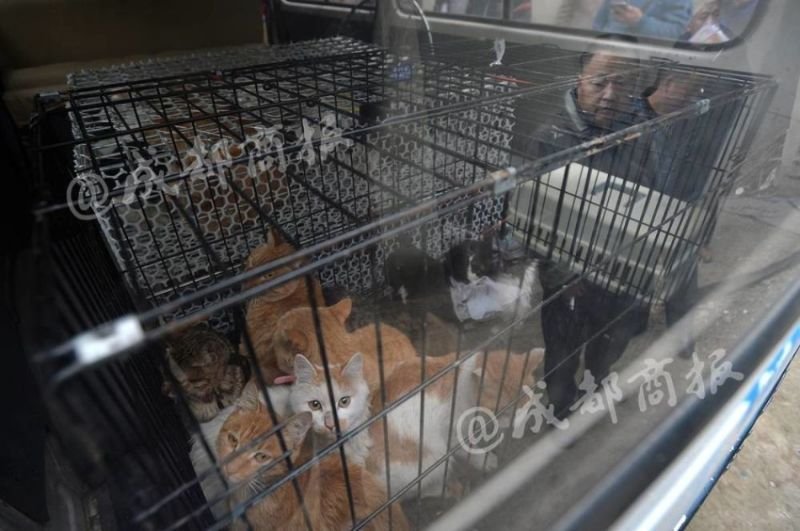 Полиции удалось спасти 49 кошек.