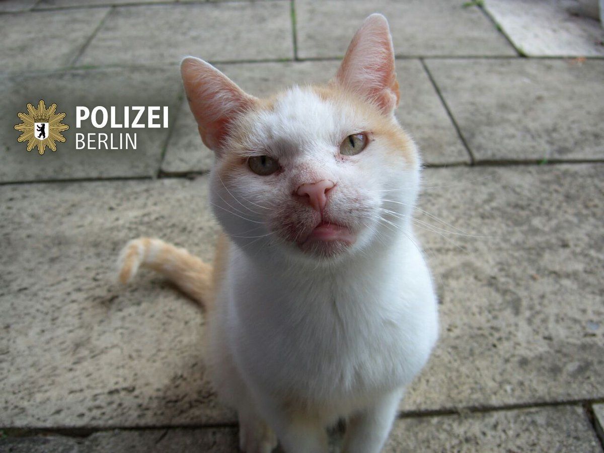 Полицейский кот из Берлина просит не обсуждать берлинский теракт.