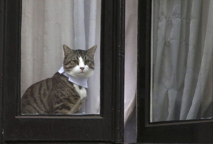 Некоторым котам достаточно появиться в окне, чтобы стать звездой.