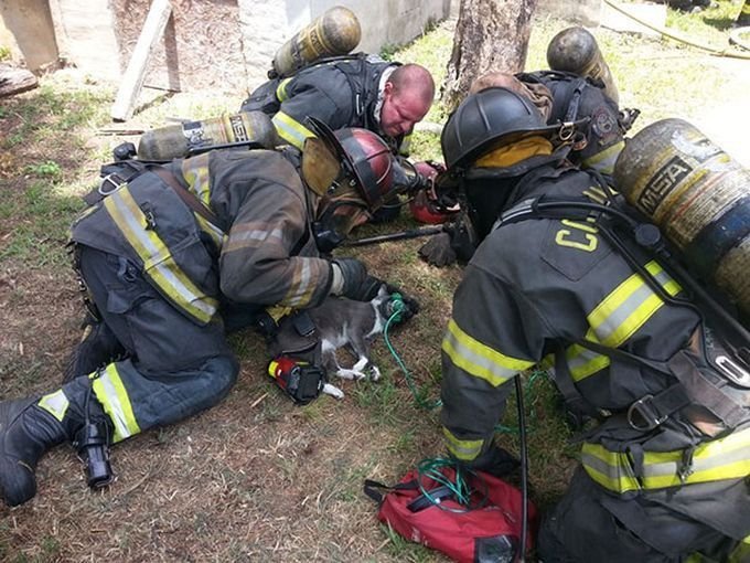 Пожарные оказались душевными людьми, и надели на надышавшегося угарным газом кота кислородную маску.