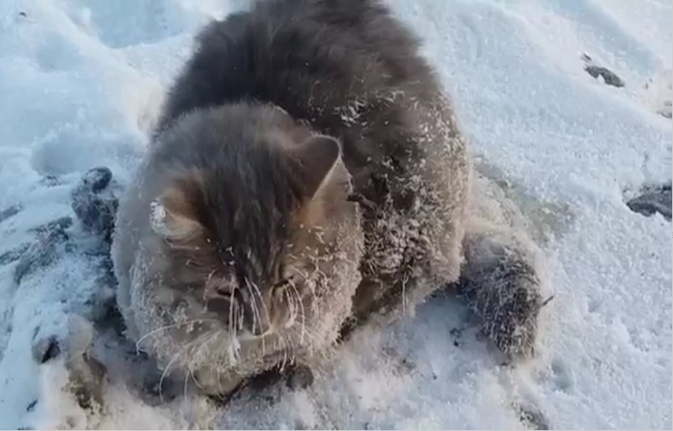 Нагрянувший на Златоуст мороз приковал спящего кота ко льду.