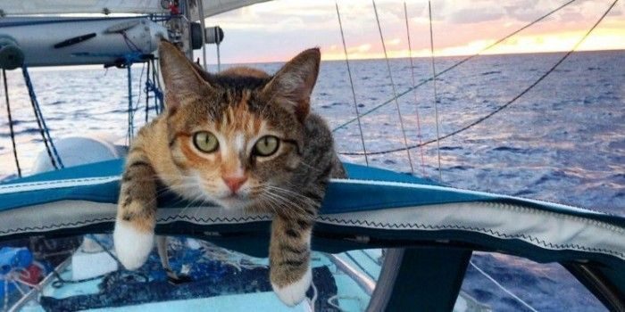 Эта кошка-путешественница стала звездой «Instagram».