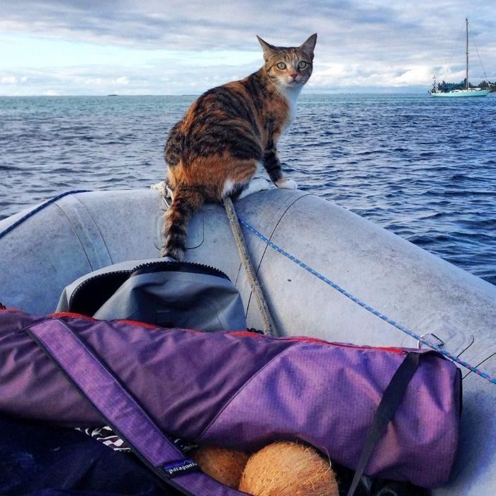 Кошачий взгляд с носа надувной лодки.
