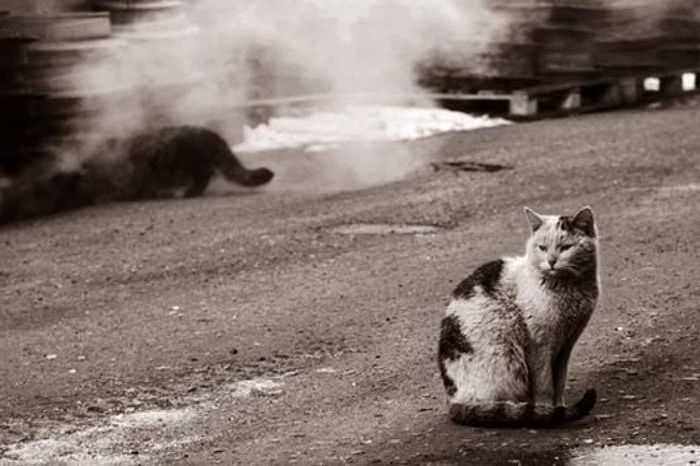 Пермский приют «Матроскин» прилагает массу усилий для спасения кошек и опасается повторного нападения.