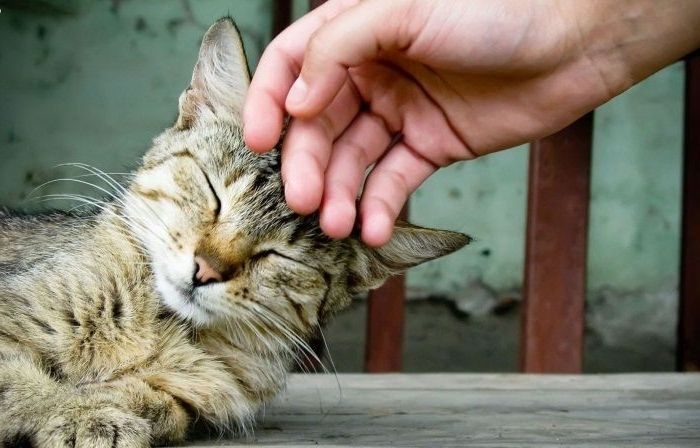 «Кот-человек» больше всего ценит внимание своего хозяина.