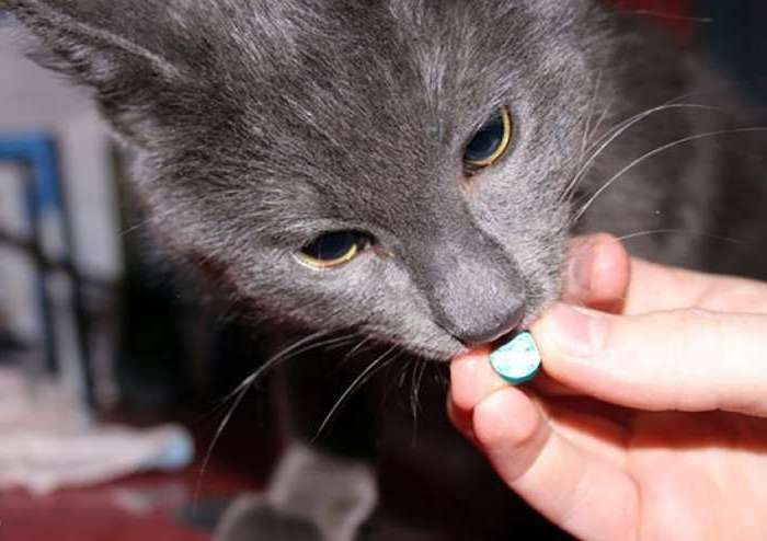 Некоторые кошки с подозрением относятся к лекарствам, поэтому их следует «маскировать» вкусной пищей.